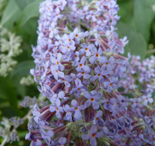 Buddleja fallownia 2.JPG