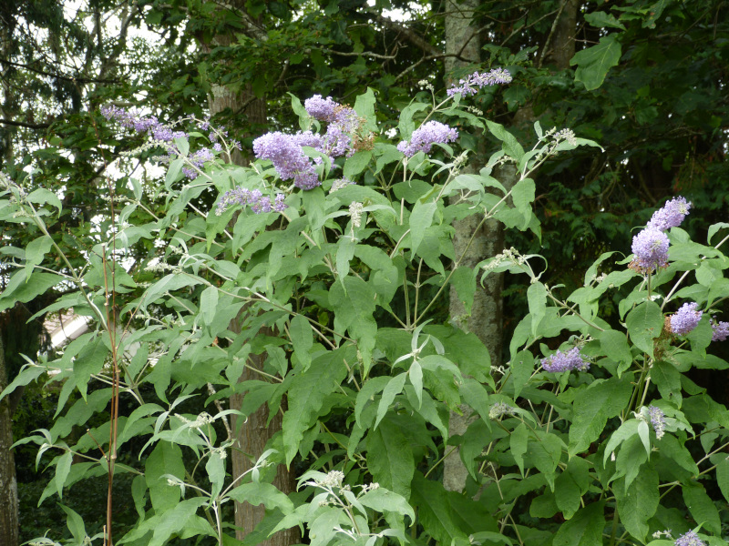 Buddleja fallownia.JPG