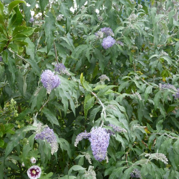 Buddleja fallownia.JPG