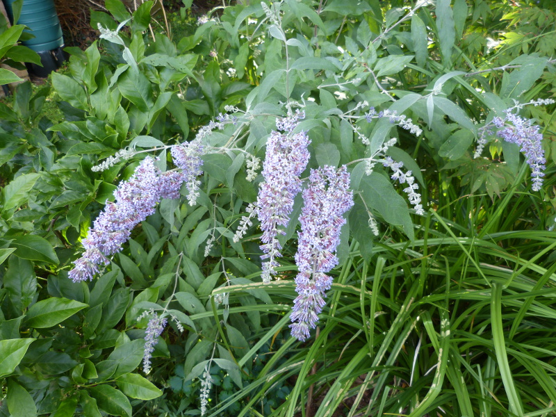 Buddleja fallownia.JPG