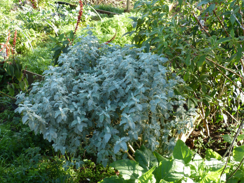 Buddleja glomerata 1.JPG