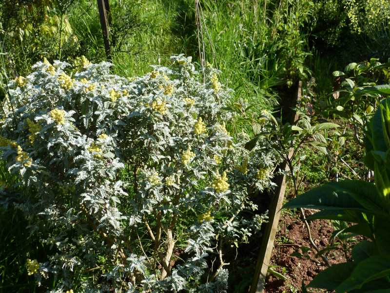 Buddleja glomerata.JPG