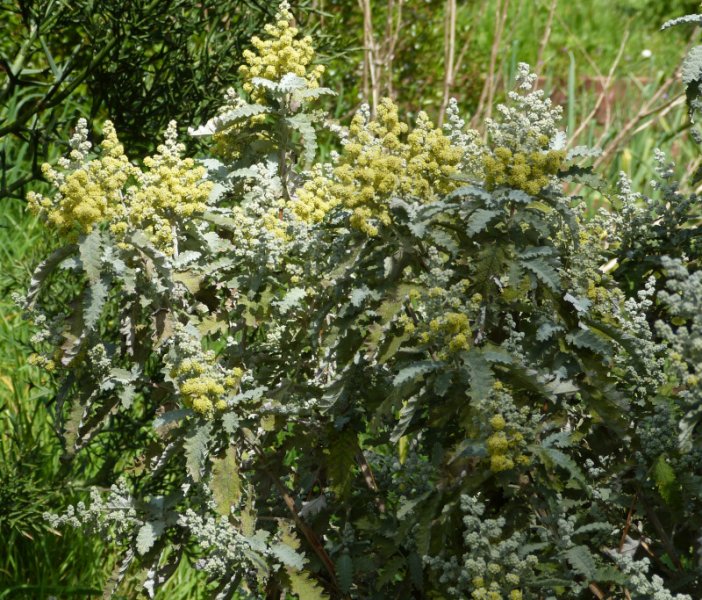 Buddleja glomerata.JPG