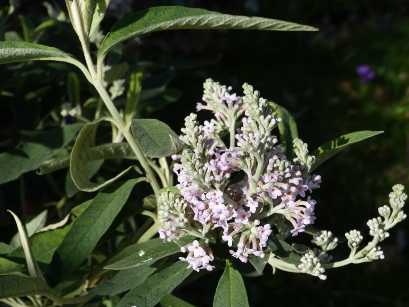 Buddleja officinalis.JPG