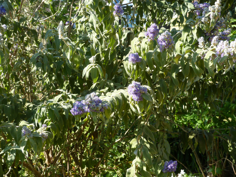 Buddleja salviflora.JPG