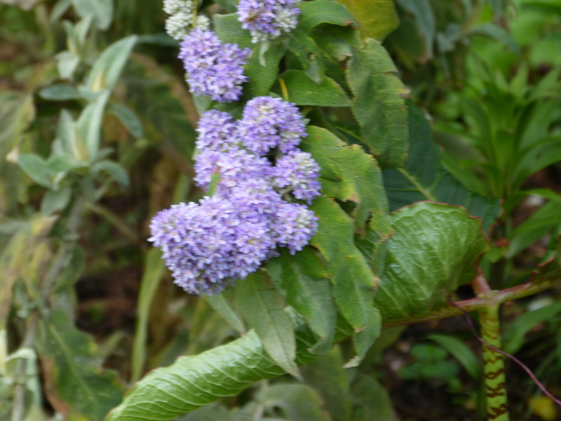 Buddleja salvifolia 1.JPG