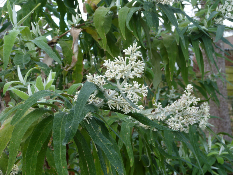 Buddleja salvifolia Alba.JPG