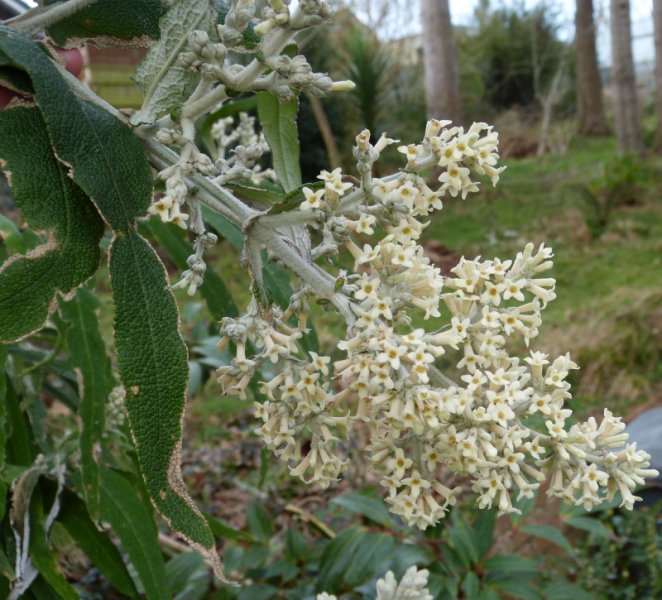 Buddleja salvifolia Alba.JPG