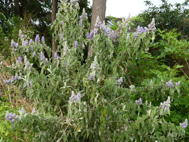 Buddleja salvifolia.JPG