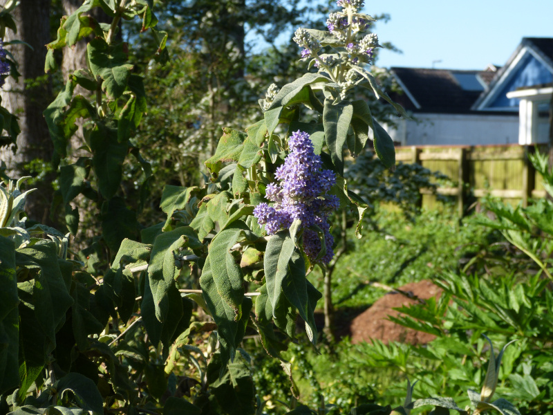 Buddleja salvifolia.JPG