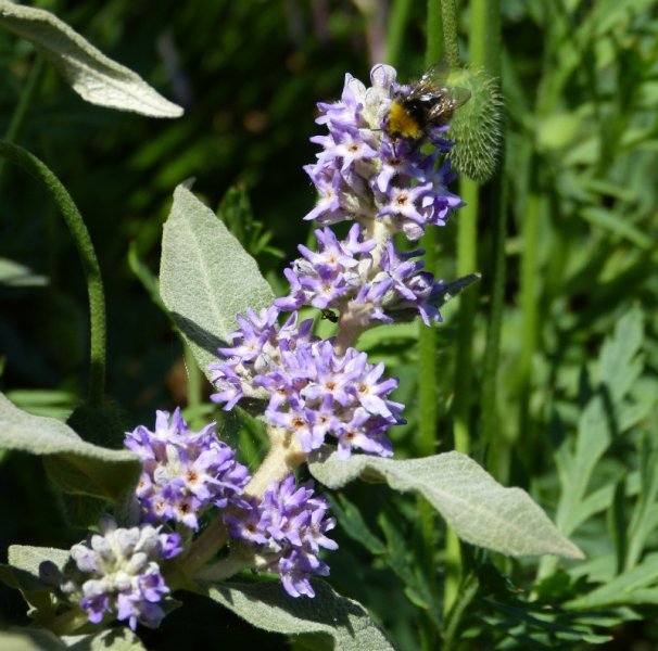 Buddleja salvifolia.jpg