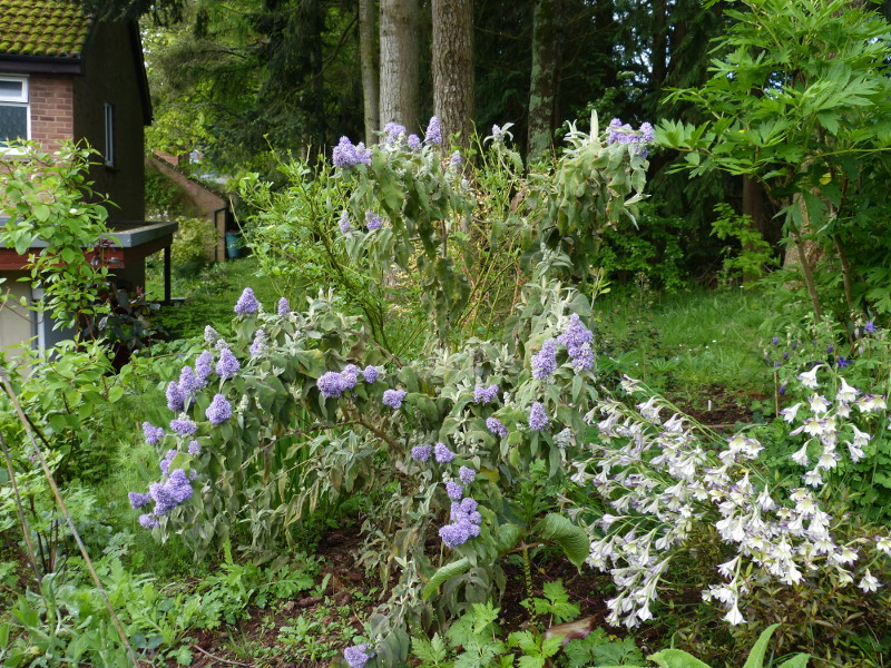 Buddleja salvifoliia.JPG