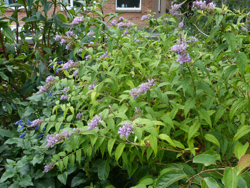 Buddleja venenifers calvescens.JPG