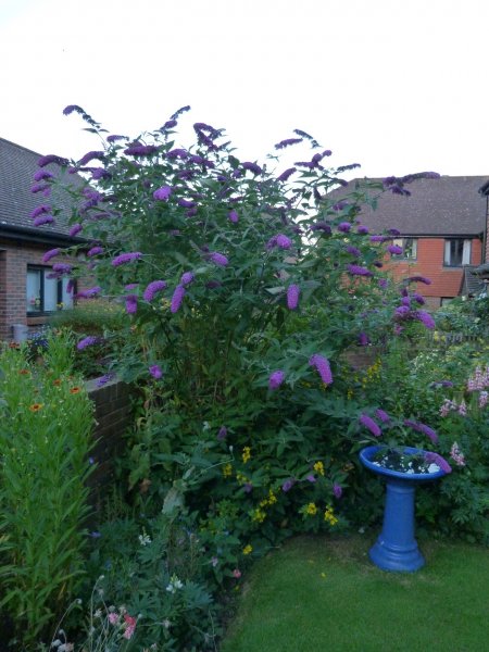 Buddlia 26 July 2012 and 4 March 2013.jpg