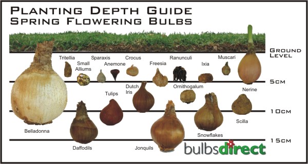 Bulb Planting Depth Guide.jpg