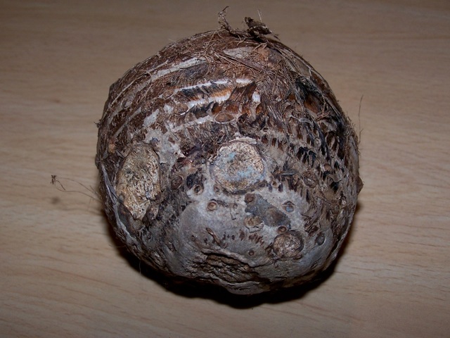 bulb4.jpg