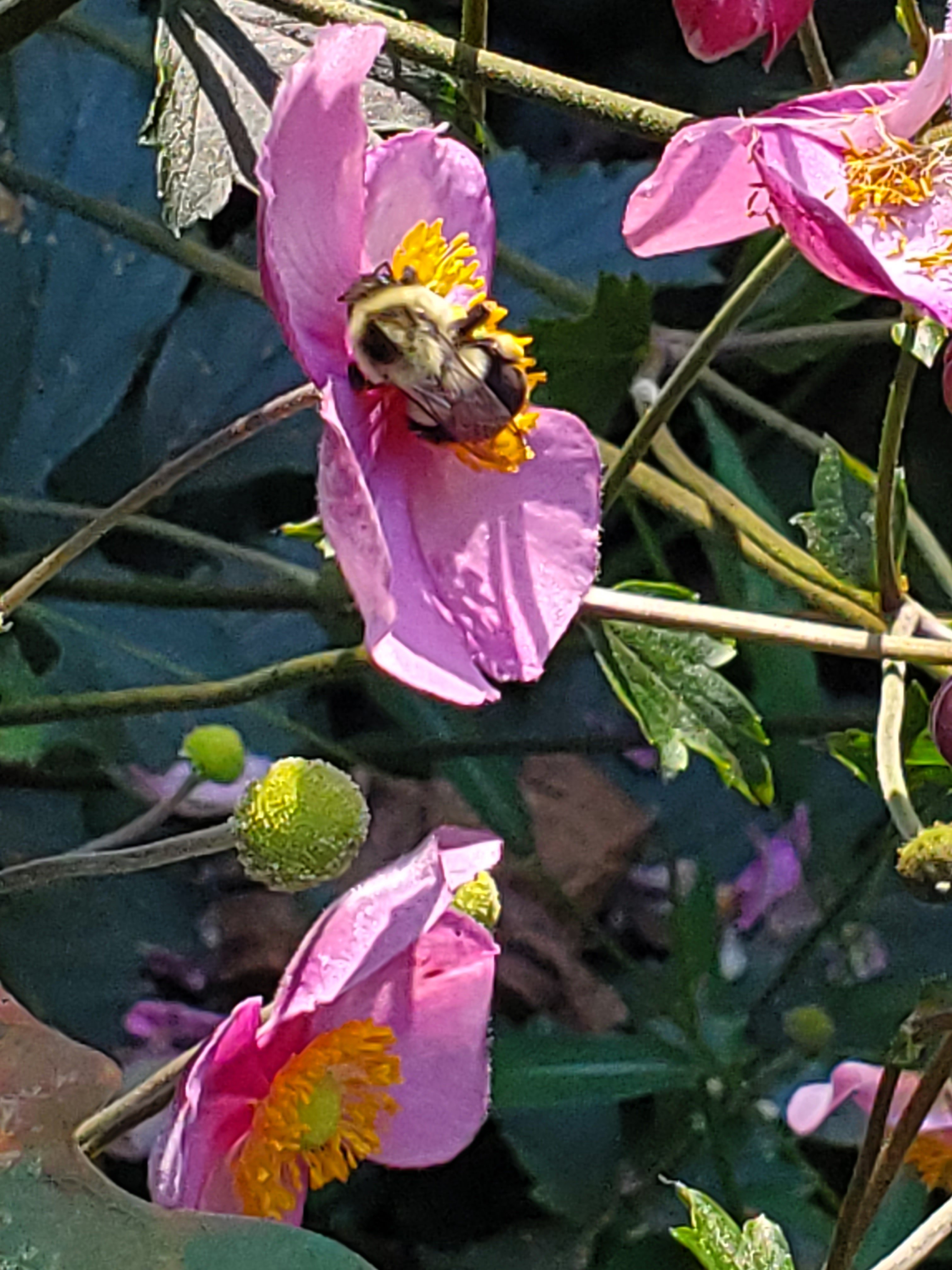 Bumble bee 2.jpg