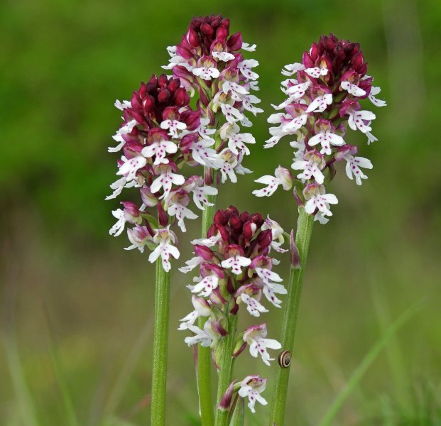 Burnt Tip Orchid (1).JPG