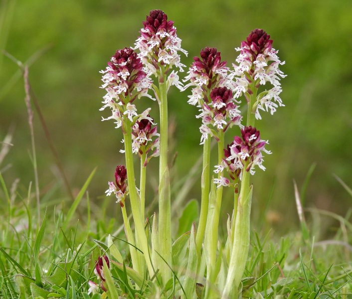 Burnt Tip Orchid (2).JPG