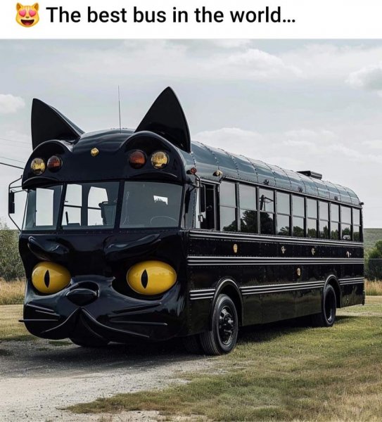 Bus Cat.jpg