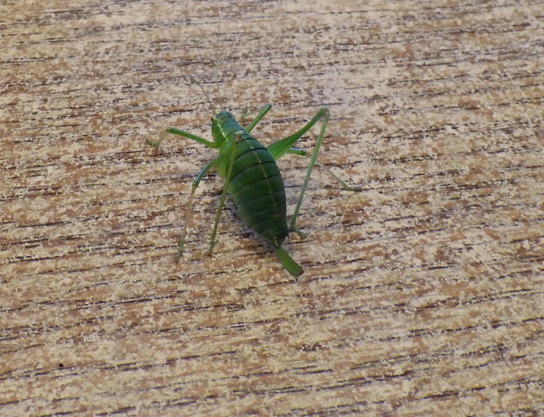 bush cricket.JPG