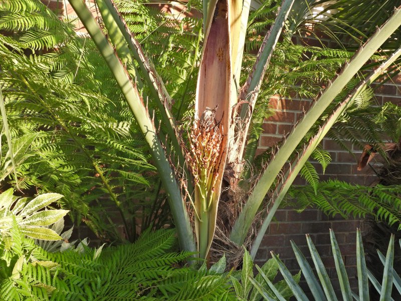 Butia c.JPG