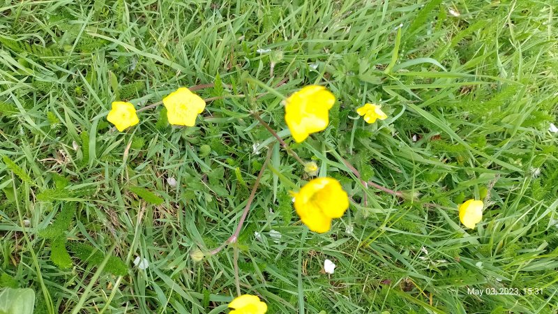 Buttercups in Mayfield Road Huntingdon 3rd May 2023.jpg