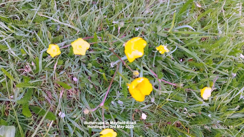 Buttercups in Mayfield Road Huntingdon 3rd May 2023.jpg