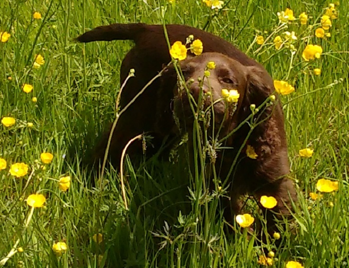 buttercups pup.jpg