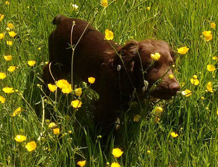 buttercups pup2.jpg