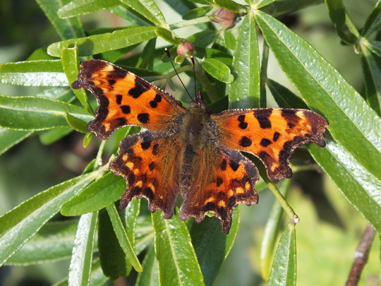 butterfly enjoying the sun.jpg