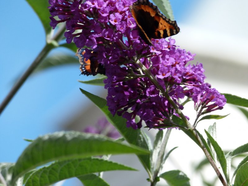 Butterfly on Buddlia 27 August 2012 001.JPG