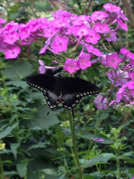 butterfly & phlox.jpg