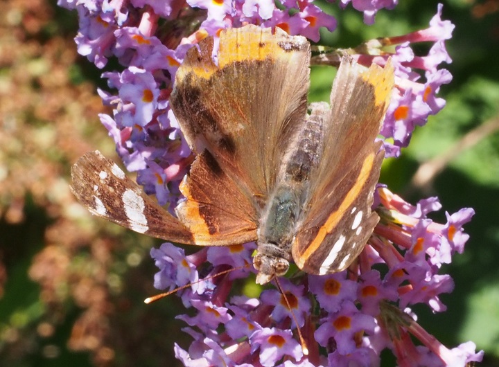 butterfly red admiral.jpg