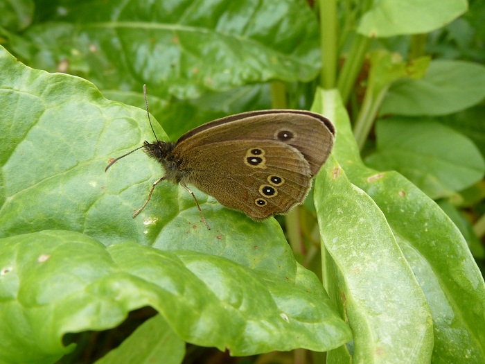 butterfly ringlet.jpg