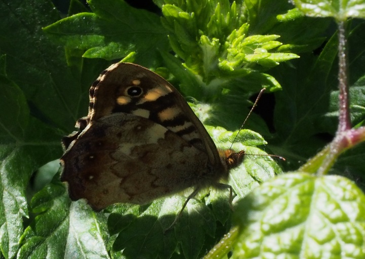 butterfly speckled wood.jpg