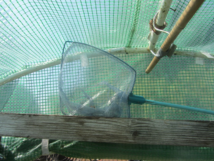 butterflynet1.jpg