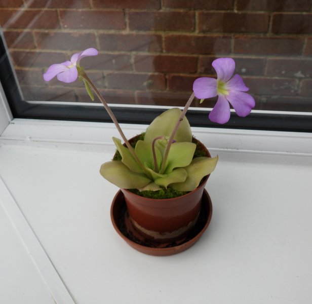 butterwort.JPG