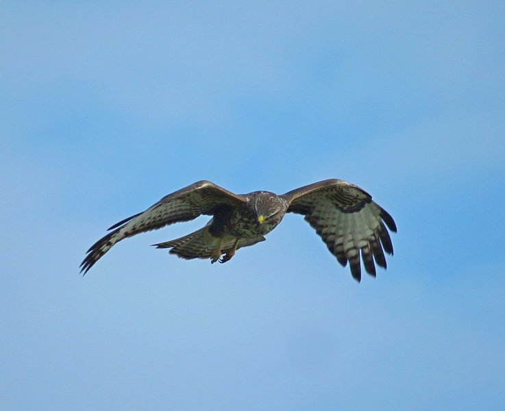 Buzzard 3.jpg