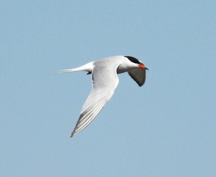 c tern 1.JPG