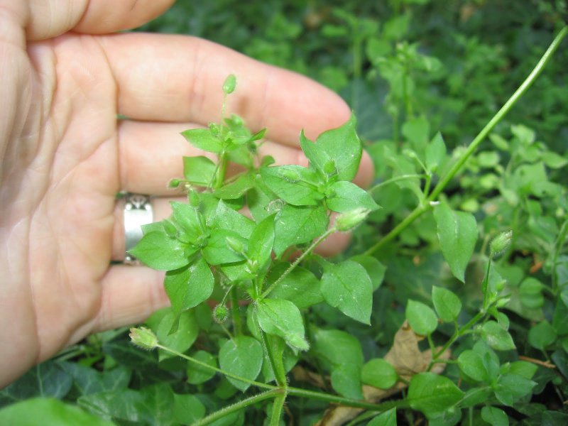 C__Data_Users_DefApps_AppData_INTERNETEXPLORER_Temp_Saved Images_chickweed-002.jpg