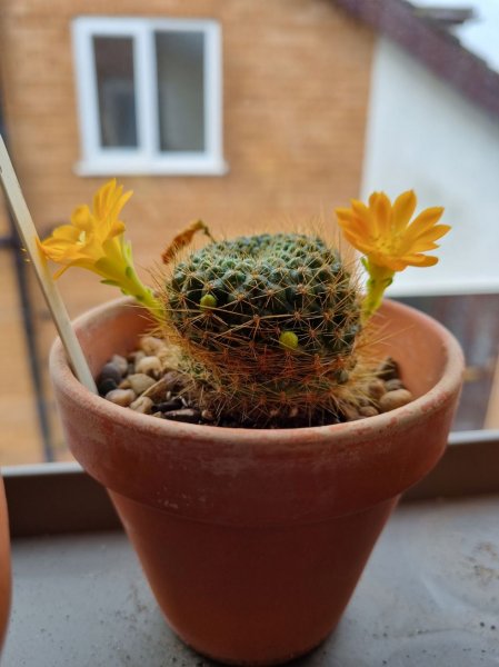 Cacti flowering March 2024 1.jpg