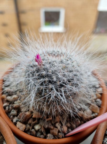 Cacti flowering March 2024 2.jpg