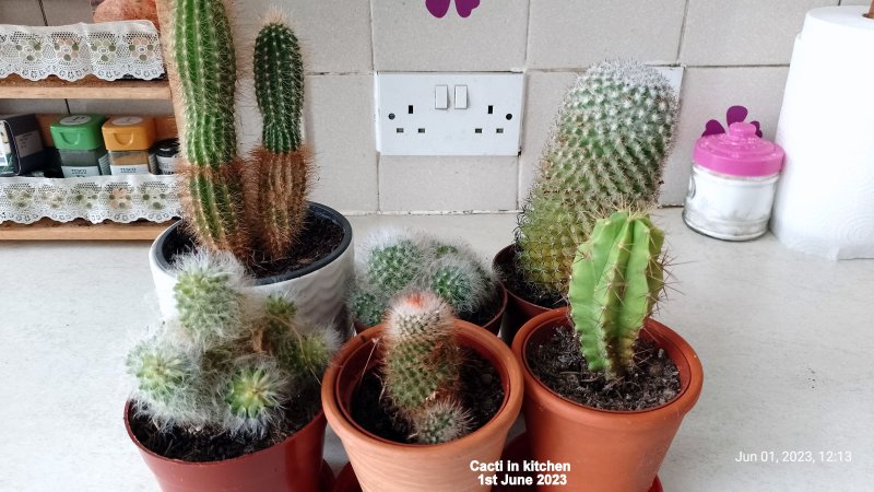 Cacti in kitchen 1st June 2023.jpg