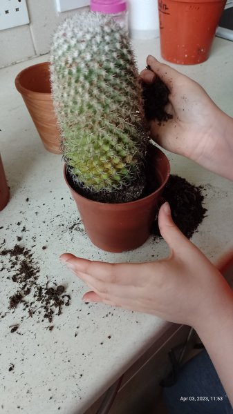 Cactus being repotted by granddaughter 3rd April 2023 002.jpg