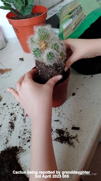 Cactus being repotted by granddaughter 3rd April 2023 005.jpg