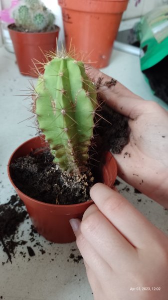 Cactus being repotted by granddaughter 3rd April 2023 007.jpg