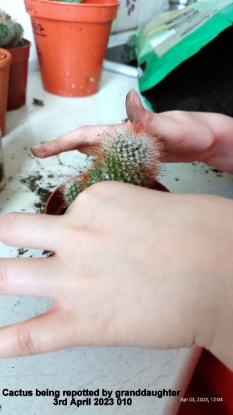 Cactus being repotted by granddaughter 3rd April 2023 010.jpg