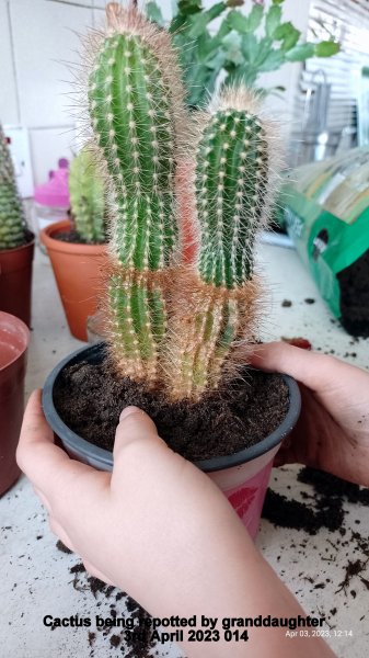 Cactus being repotted by granddaughter 3rd April 2023 014.jpg