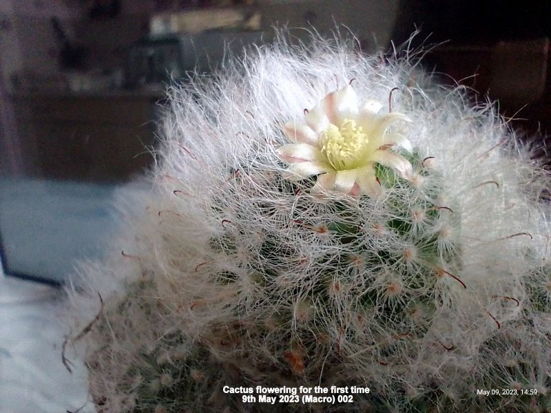 Cactus flowering for the first time 9th May 2023 (Macro) 002.jpg